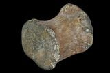 Fossil Hadrosaur Caudal Vertebra - Aguja Formation, Texas #116598-2